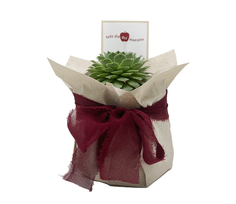 Plantita mini